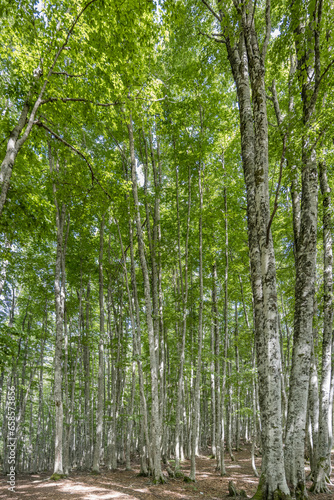 tall trees of beech wood at Terminillo mountain range  Italy