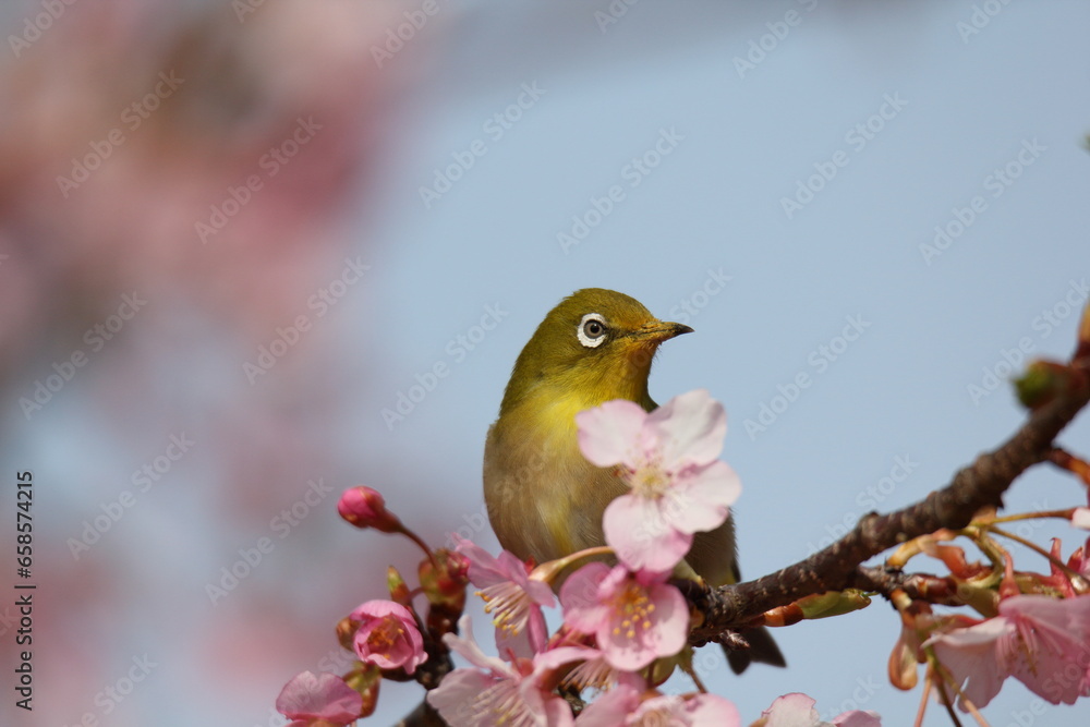 春の陽気の中でメジロが河津桜に止まっている