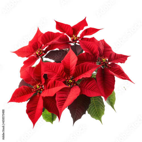 Christmas plant  red poinsettia flower isolated on white transparent background  PNG