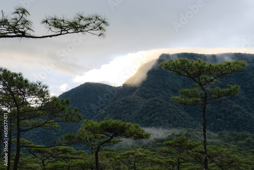 Pine tree against a blue sky and white fog on a hillside in the morning. Landscape on the North slope of rain forest in Phu Soi Dao National Park, northern of Thailand.