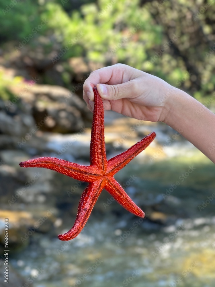 There is a red starfish on the palm. Starfish in the hands of a girl. Marine animal, red inhabitant of the Adriatic Sea. There is a red starfish on the palm. Starfish in the hands of a girl. Marine animal, red inhabitant of the Adriatic Sea.