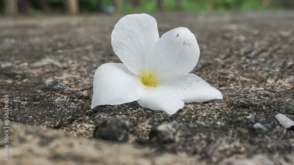 Frangipani flower on cement floor,soft focus,selective focus Frangipani flower on cement floor,soft focus,selective focus
