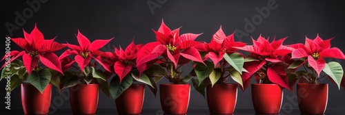 Christmas banner, red poinsettia flower pots in a row on black background