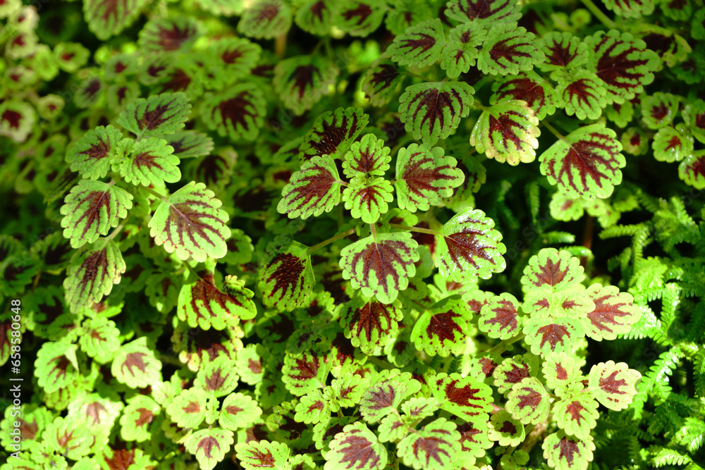 Abstract Closeup of Coleus , Painted Nettle or Plectranthus scutellarioides is green color leaf Plant in the Garden Thailand Abstract Closeup of Coleus , Painted Nettle or Plectranthus scutellarioides is green color leaf Plant in the Garden Thailand