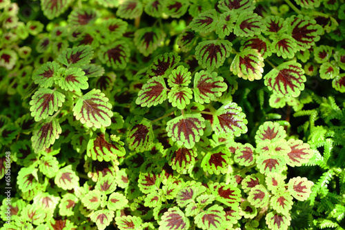 Abstract Closeup of Coleus , Painted Nettle or Plectranthus scutellarioides is green color leaf Plant in the Garden Thailand 