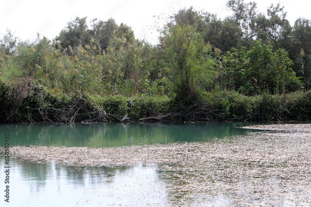 Vegetation on the banks of a river with clean fresh water. Vegetation on the banks of a river with clean fresh water.