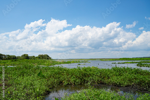 A Landscape in the Everglades  Florida  United States