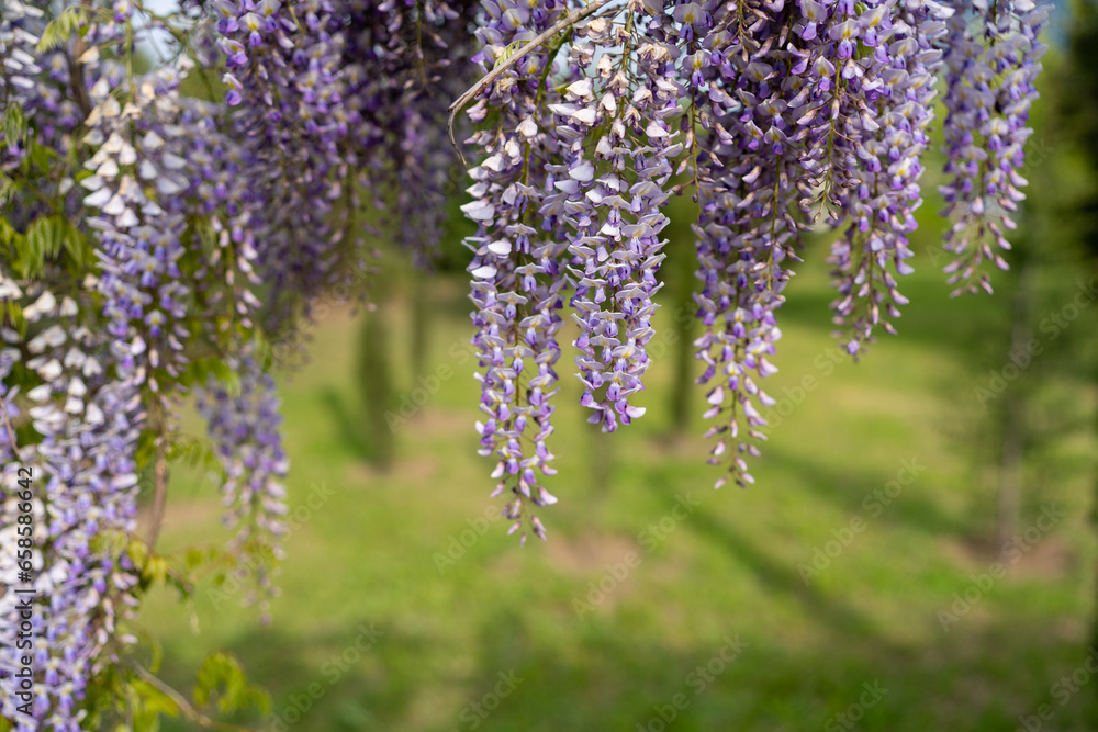 Blooming Wisteria Sinensis with classic purple flowers in full bloom in hanging racemes against a green background. Garden with wisteria in spring.