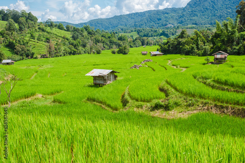 Terraced Rice Field in Chiangmai during the green rain season  Thailand. Royal Project Khun Pae Northern Thailand during rain season