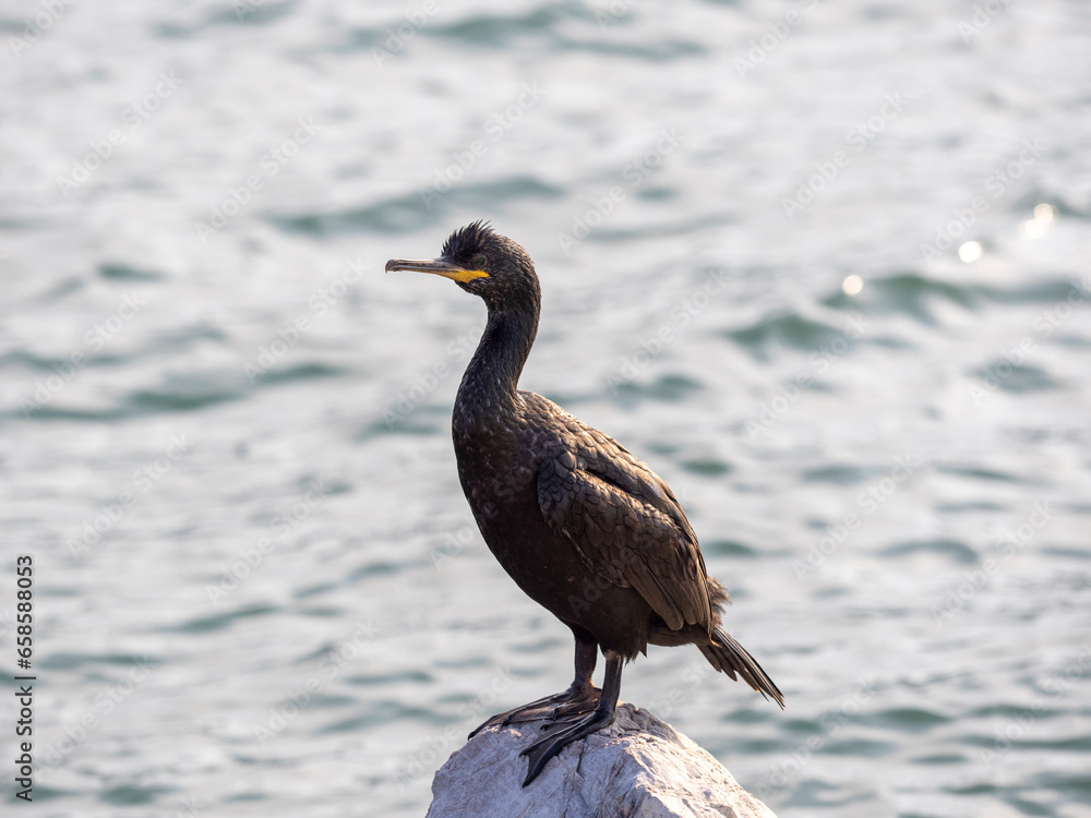 cormorant in the gulf of la spezia