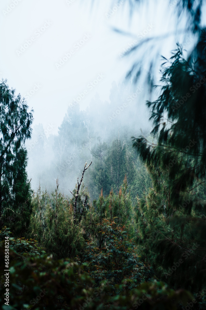 morning in the forest