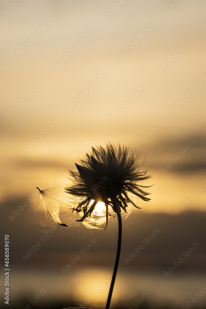 Silhouette of a dandelion flower against the sunse