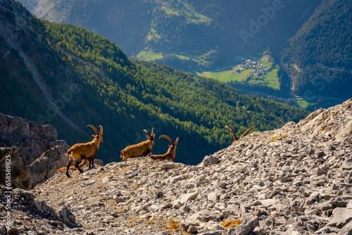 Steinböcke auf dem Piz Lad