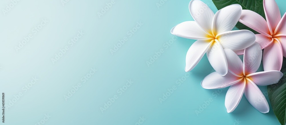 White color of Plumeria flower isolated pastel background Copy space