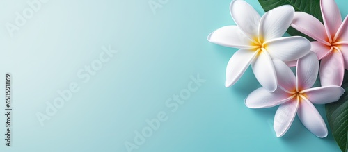 White color of Plumeria flower isolated pastel background Copy space