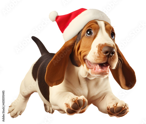 Basset Hound dog puppy wearing a Santa Claus hat isolated on transparent background cutout  PNG file. for product presentation. banner  poster  card  t shirt  sticker