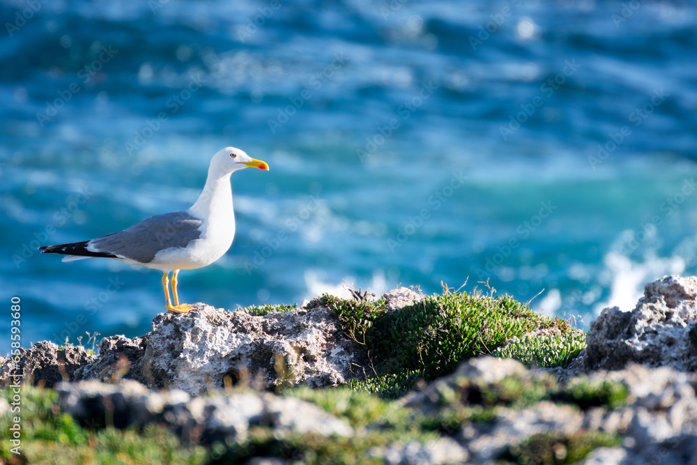 Gaviota patiamarilla sobre acantilado y mar Gaviota patiamarilla sobre acantilado y mar