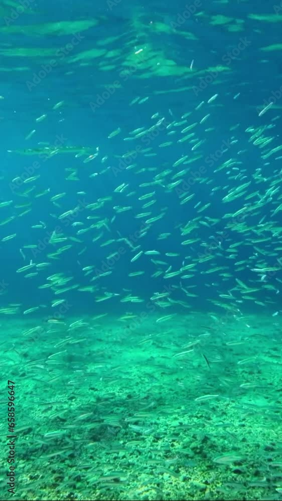 Vertical video, School of small fish swims in blue water under surface above sandy-rocky seabed in daytime Vertical video, School of small fish swims in blue water under surface above sandy-rocky seabed in daytime