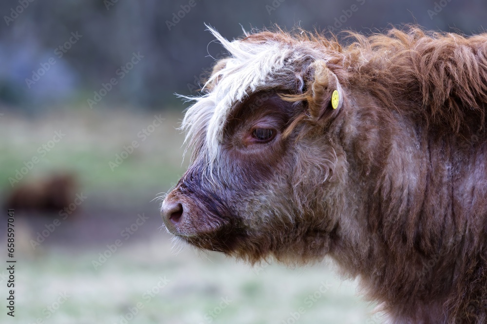 Fototapeta premium Innocent Gaze: Highland Cattle Calf Amidst Nature