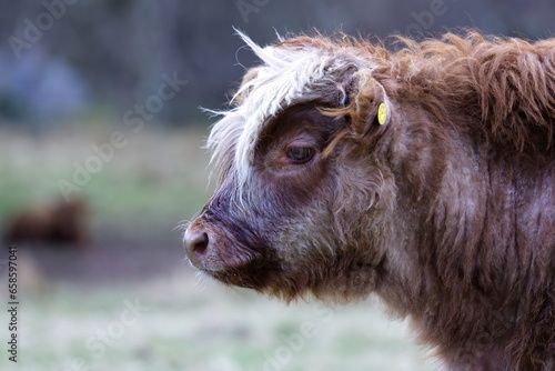 Innocent Gaze: Highland Cattle Calf Amidst Nature