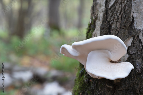 Mushrooms, birch polypore, growing on a tree trunk in the autumn forest.