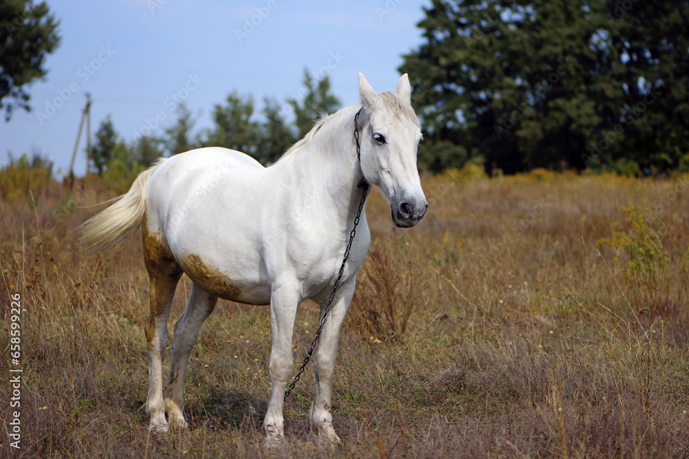 beautiful white horse on dry grass in the field. Arabian horse, white horse stands in an agriculture field with dry grass in sunny weather. strong, hardy and fast animal. beautiful white horse on dry grass in the field. Arabian horse, white horse stands in an agriculture field with dry grass in sunny weather. strong, hardy and fast animal.
