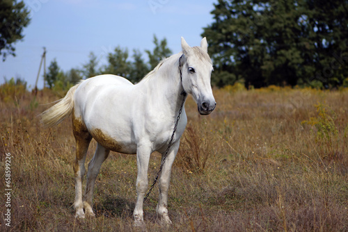 beautiful white horse on dry grass in the field. Arabian horse  white horse stands in an agriculture field with dry grass in sunny weather. strong  hardy and fast animal.