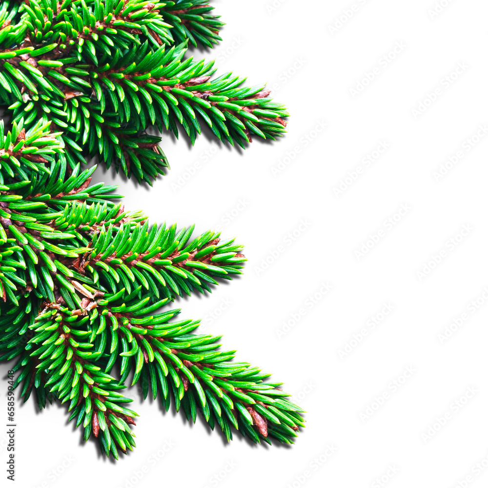 Isolated green branches of a Christmas tree on a transparent background. PNG.