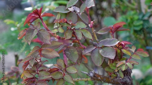 Rose Leaves Plant