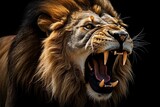close up lion roaring on black background