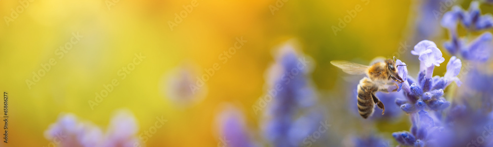 Honey bee (Apis mellifera) collecting pollen at violet flower. Bee pollinates lavender flower on blur background. Wide banner. Super macro. Extreme close-up. Organic BIO farming, back to nature. - obrazy, fototapety, plakaty 