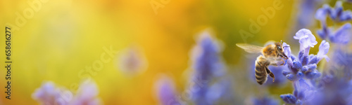 Honey bee (Apis mellifera) collecting pollen at violet flower. Bee pollinates lavender flower on blur background. Wide banner. Super macro. Extreme close-up. Organic BIO farming, back to nature. photo