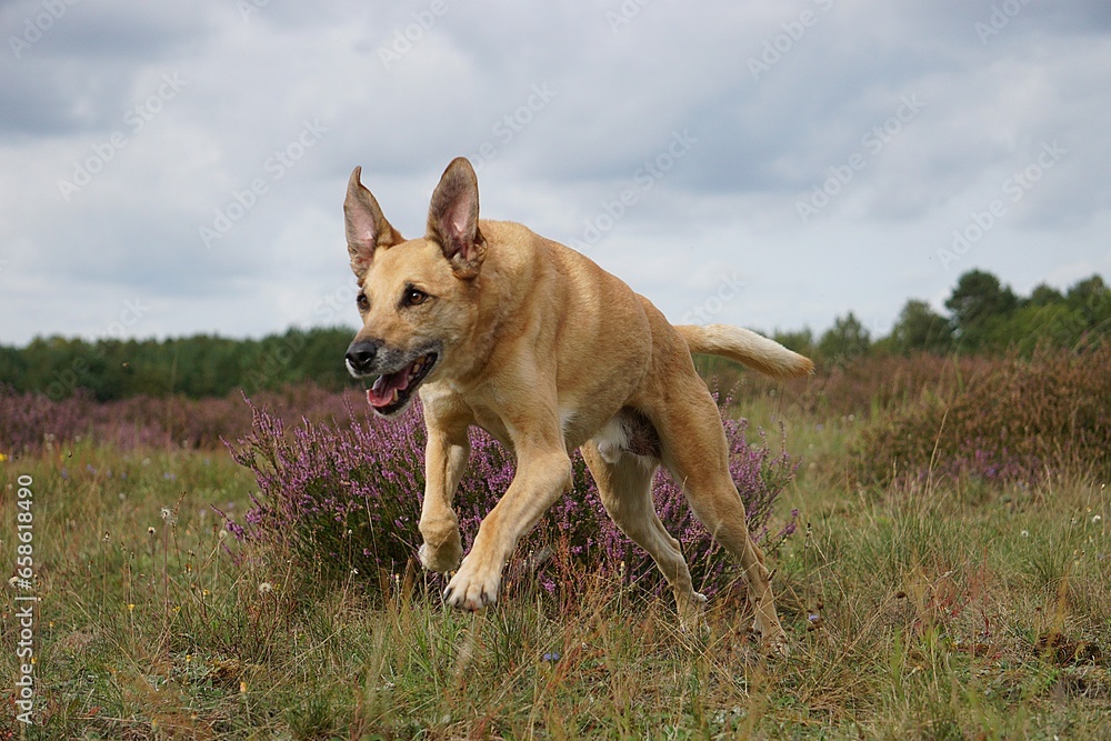funny brown mixed dog jumps over a flowering heather bush in a field