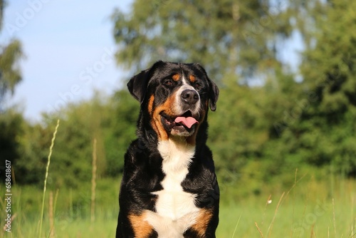head Portrait of a pretty tricolor Greater Swiss Mountain Dog in a green meadow