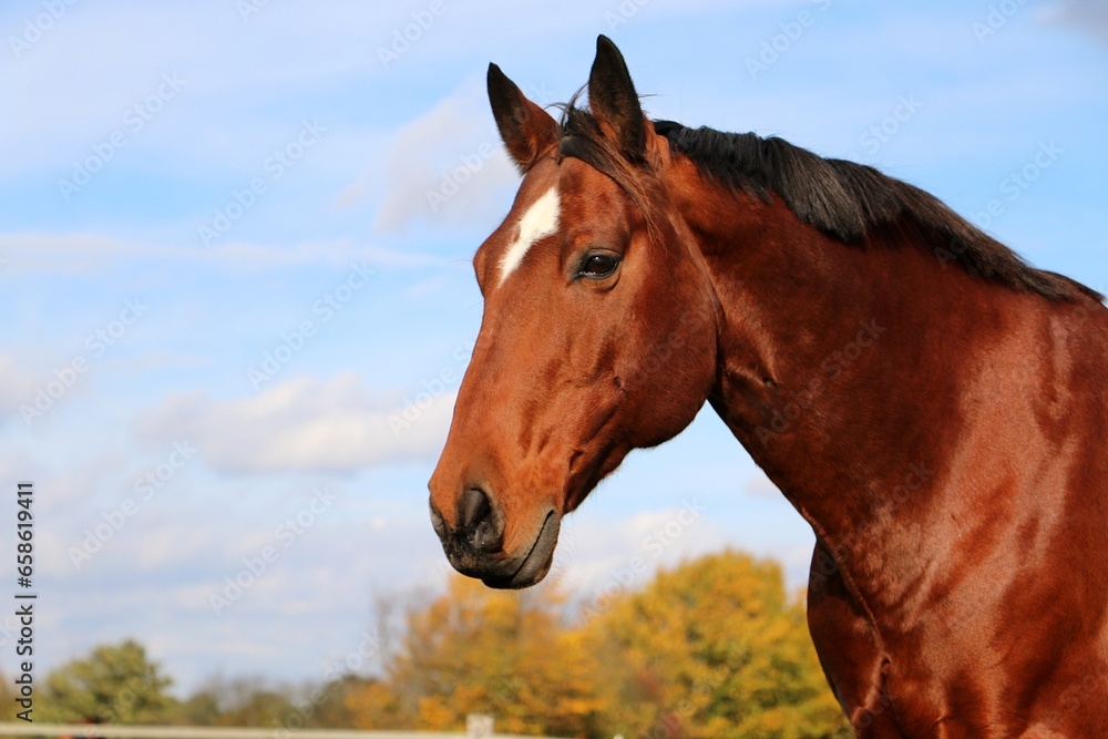 Close-up of a head of a brown western horse with a white stripe on the head and black mane Close-up of a head of a brown western horse with a white stripe on the head and black mane
