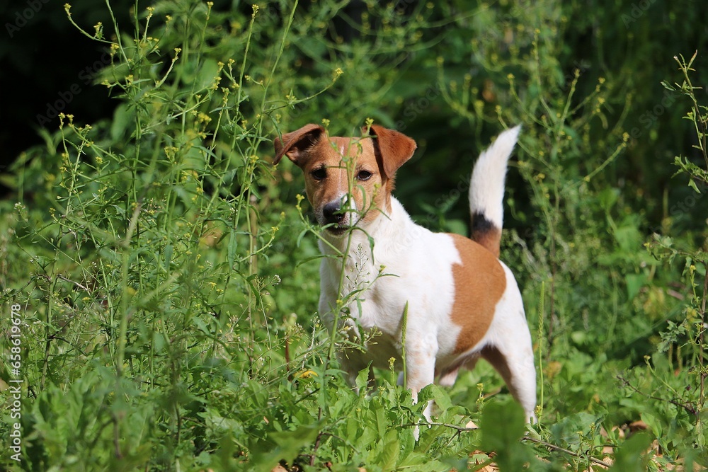 beautiful small brown and white jack russell terrier is standing in the green garden