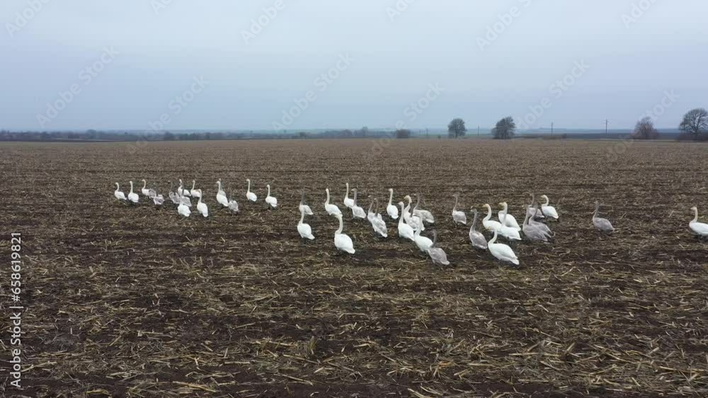 Flock of Mute Swans Walking on Plowed Field in Winter. Birds are not Migrating due to Climate Change and Graze on Crops. Swans is Preparing to Fly. Flapping Wings. MOVING FORWARD SLOW MOTION. Flock of Mute Swans Walking on Plowed Field in Winter. Birds are not Migrating due to Climate Change and Graze on Crops. Swans is Preparing to Fly. Flapping Wings. MOVING FORWARD SLOW MOTION.
