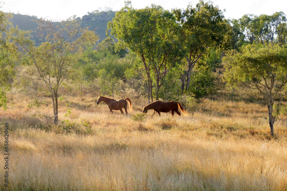 Zwei braune Pferde auf einer sonnenüberflutete Wiese mit grünen Bäumen in Australien
