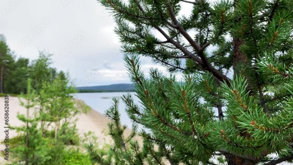 Spruce tree on the lake shore under wind Spruce tree on the lake shore under wind