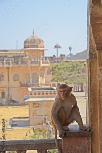 Monkey at Galtaji Temple Jaipur, Rajasthan, India photo