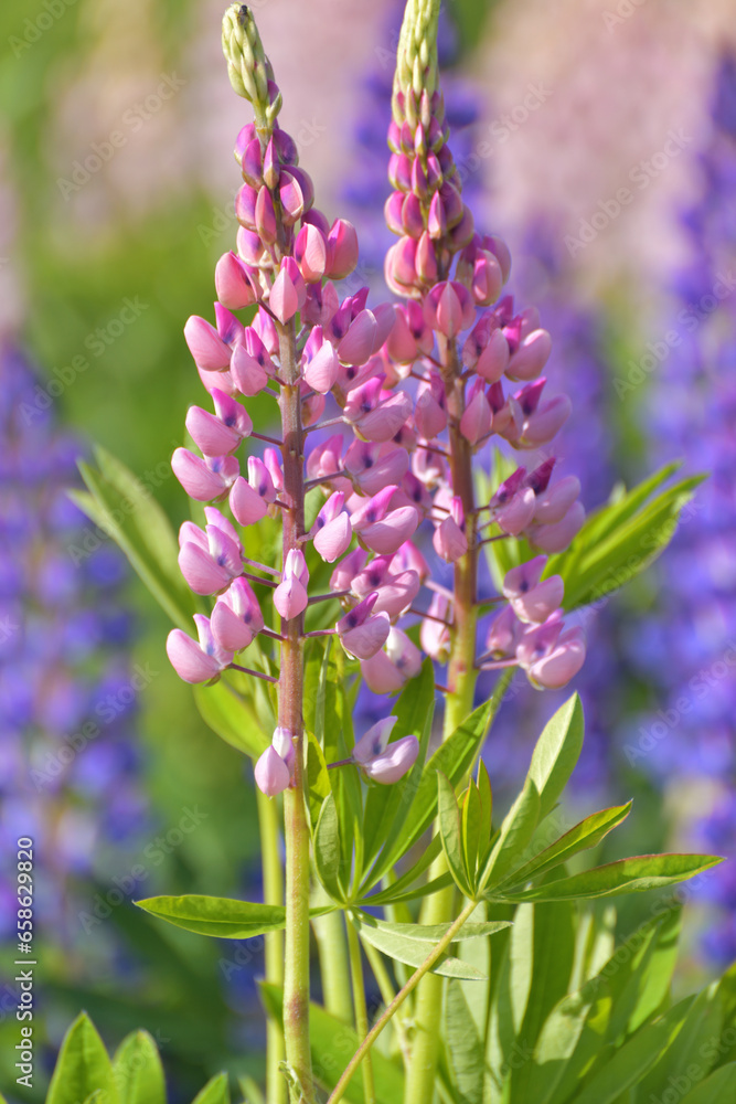 Fototapeta premium Two young blooming lupines close-up