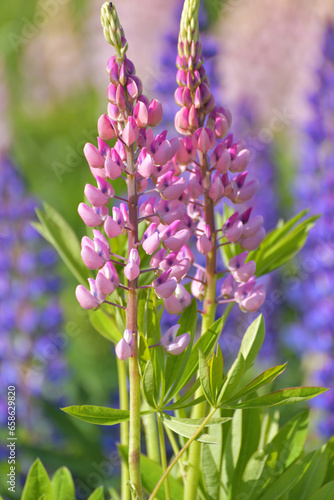 Two young blooming lupines close-up