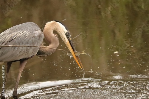 Great Blue Heron with Fresh Fish Catch Green Pond SC Donnelley WMA South Carolina photo