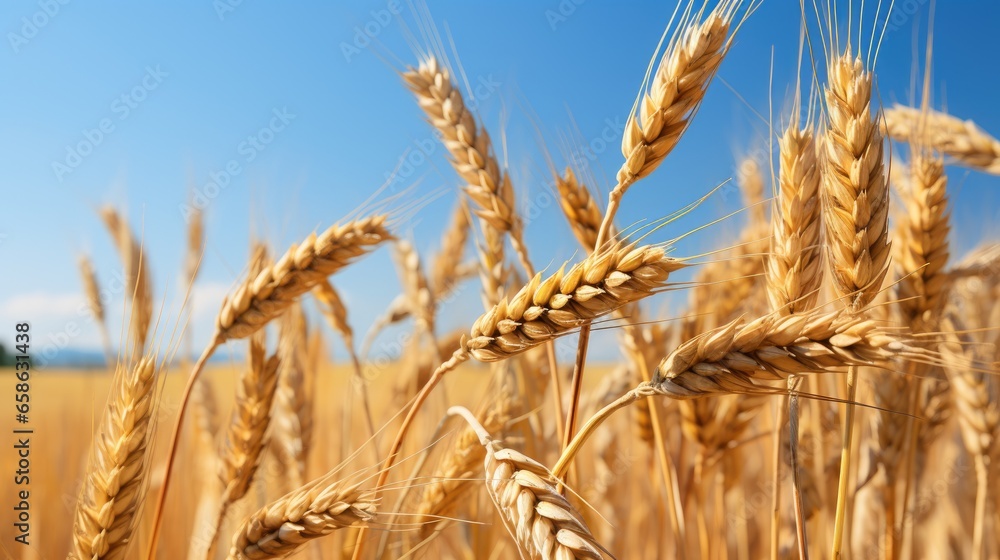 Close-up view of golden wheat ears in field under blue sky, ready for harvest. Rural landscape. Close-up view of golden wheat ears in field under blue sky, ready for harvest. Rural landscape.