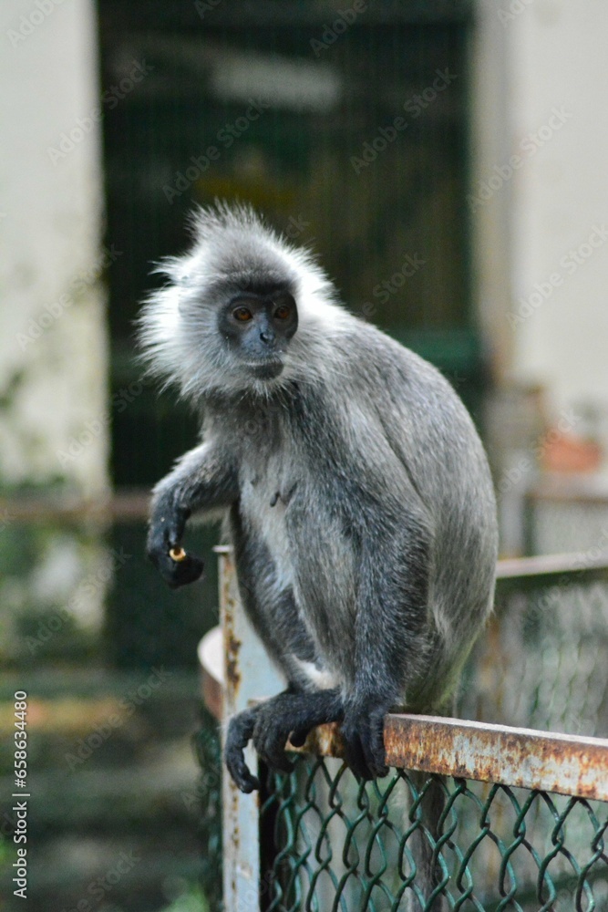 Obraz premium long macaque sitting on a tree