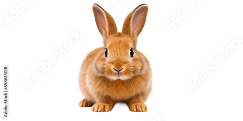 Red wild rabbit on transparent background.Cute white and brown rabbit sitting infront.Rabbit isolated.One brown rabbit.  © Dear