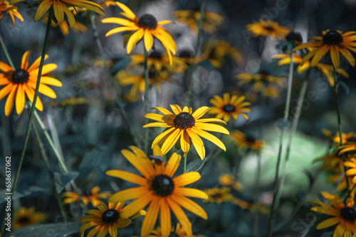 Rudbeckia flowers. Rudbeckia with yellow flowers blooms in the garden in summer. Large flowers of red-yellow rudbeckia. Yellow flowers on a blurry background. Selective focus. 