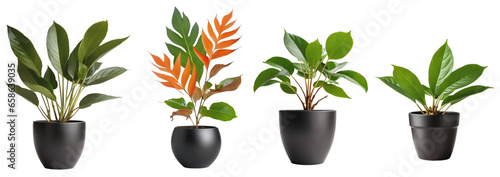 Collection of Various plants in pots with transparent background. Generative with AI
