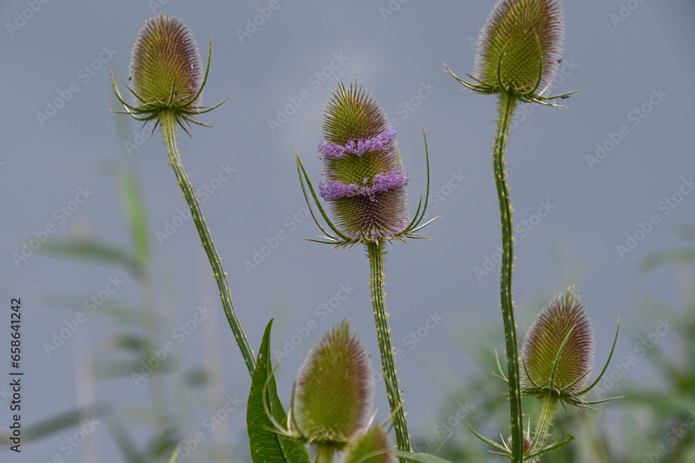 Obraz premium Distel mit lila Blüten