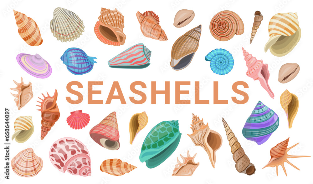 Vector cartoon banner template for sea theme of colorful seashells on white background. Vector cartoon banner template for sea theme of colorful seashells on white background.